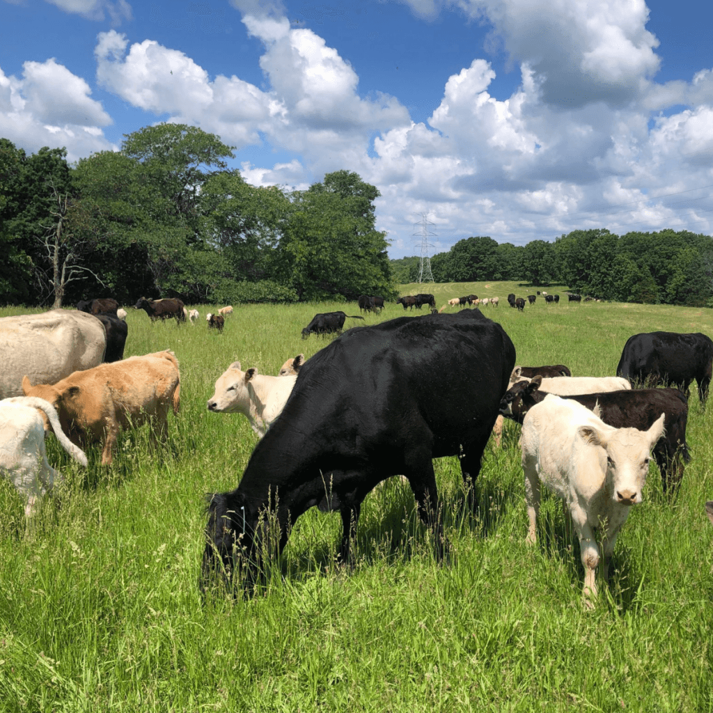 Mengapa Peternak Sudah Bergerak Lebih Cepat untuk Menyambut 2026? Strategi Jangka Panjang di Balik Persiapan Stok