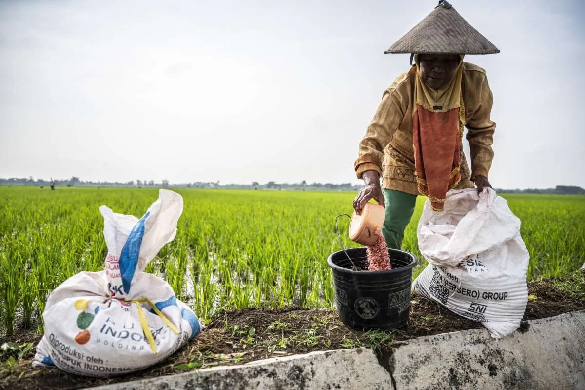 Menjelang Akhir Musim Tanam 2025: Tantangan Distribusi Pupuk dan Masa Depan Ketahanan Pangan Kita