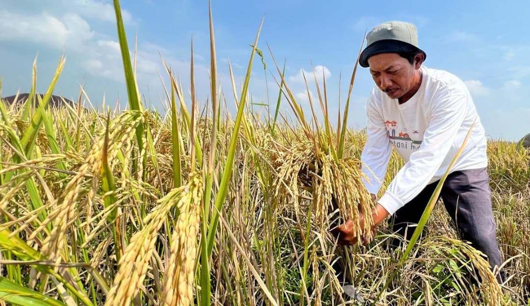 Menyongsong Musim Tanam 2026: Bagaimana Bantuan Produksi Mengubah Wajah Pertanian Lokal?