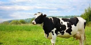 Mengapa 1.383 Sapi Australia Ini Bisa Mengubah Nasib Peternakan Susu Indonesia?