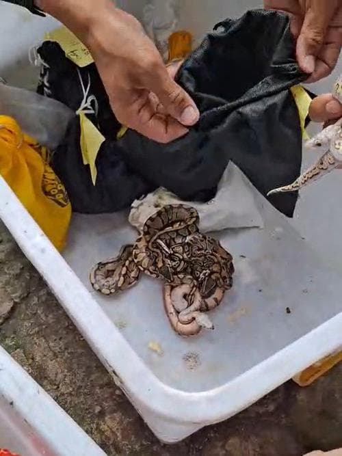 Dari Bali ke Rusia: Kisah 202 Satwa yang Hampir Menjadi Korban Perdagangan Gelap