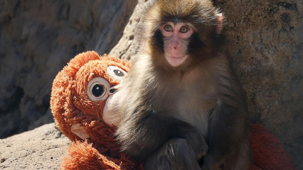 Dari Jepang ke Dunia: Bagaimana Seekor Bayi Monyet Mengubah Nasah Boneka IKEA dan Mengajarkan Kita Tentang Empati Global