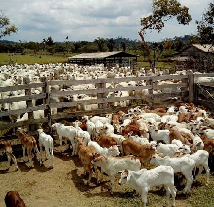 Mengapa Peternakan Modern Harus Berubah? Transformasi Menuju Sistem yang Lebih Sehat untuk Bumi dan Hewan