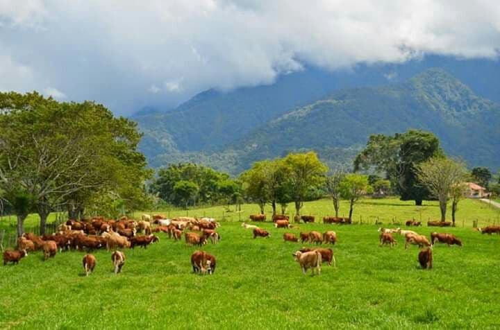 Dari Kandang ke Piring: Bagaimana Peternakan Modern Mengubah Masa Depan Pangan Kita