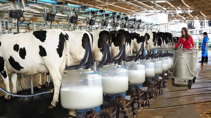 Dari Kandang ke Cloud: Transformasi Digital yang Mengubah Wajah Peternakan Indonesia