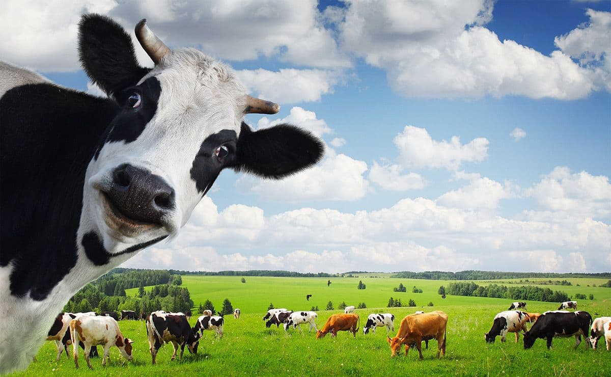 Dari Kandang Sederhana ke Smart Farming: Bagaimana Teknologi Mengubah Wajah Peternakan Indonesia