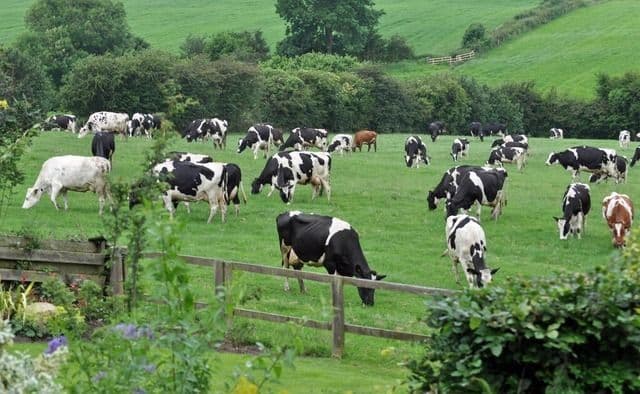 Ketika Ternak Menjadi Penjaga Stok Pangan Kita: Mengapa Peternakan Lebih dari Sekadar Bisnis