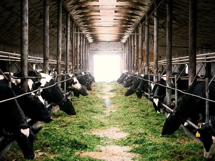 Mengapa Peternakan Modern Bukan Lagi Sekadar Ladang, Tapi Lahan Inovasi yang Menguntungkan