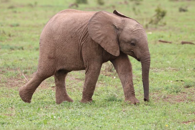 Ketika Viralitas Menyulut Empati: Kisah Anak Gajah Terjebak dan Pelajaran Berharga tentang Literasi Digital